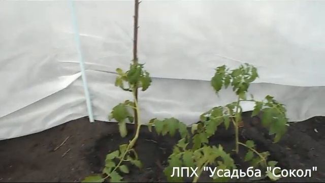 Томаты - высадила в теплицу. Перенесли заморозок под спанбондом. смотреть онлайн