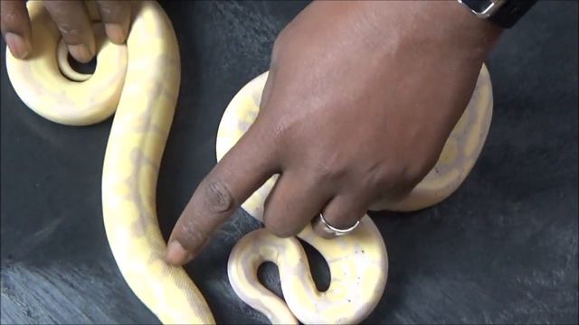 Ball Python Morph Spotlight: The Enchi Gene смотреть онлайн