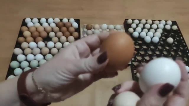 Голубое яйцо доминанта смотреть онлайн