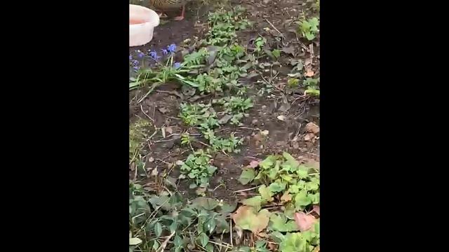 Утки на даче.