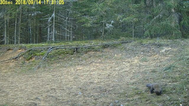 Куница на лесной тропе смотреть онлайн