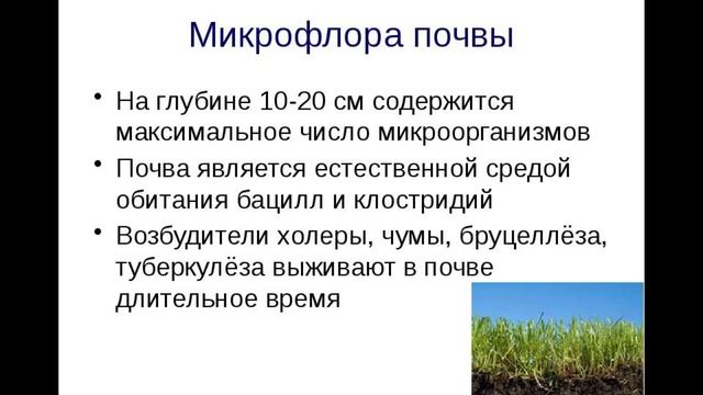 Значение почвенных микроорганизмов смотреть онлайн