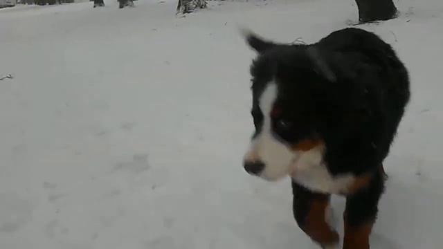 Бернский зенненхунд. Артур Король. Москва, 13 января 2014, первый снег (считай)