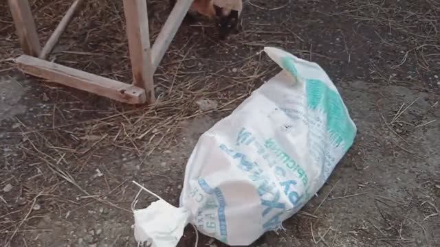 Кто в мешке ? Пополнение в нашем хозяйстве. Как выбрать домашнюю птицу смотреть онлайн