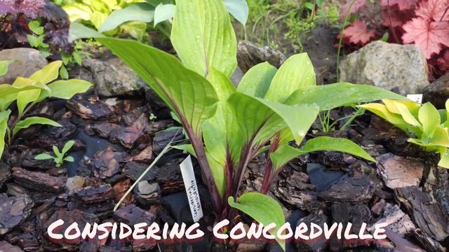 Хоста Considering Concordville...#hosta#красныечерешки#Considering#Concordville смотреть онлайн