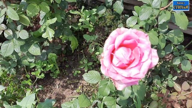 Трогательное стихотворение П.Градова"А я то думал, Вы счастливая"|стихи о любви/душевныестихи/СТИХи смотреть онлайн