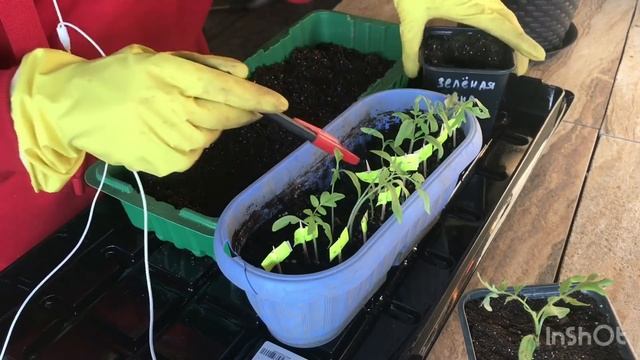 Правильно пикируем томаты! 2 способа! смотреть онлайн