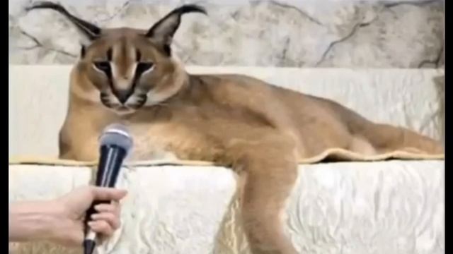 большой шлепа рассказал анекдот про цирк смотреть онлайн