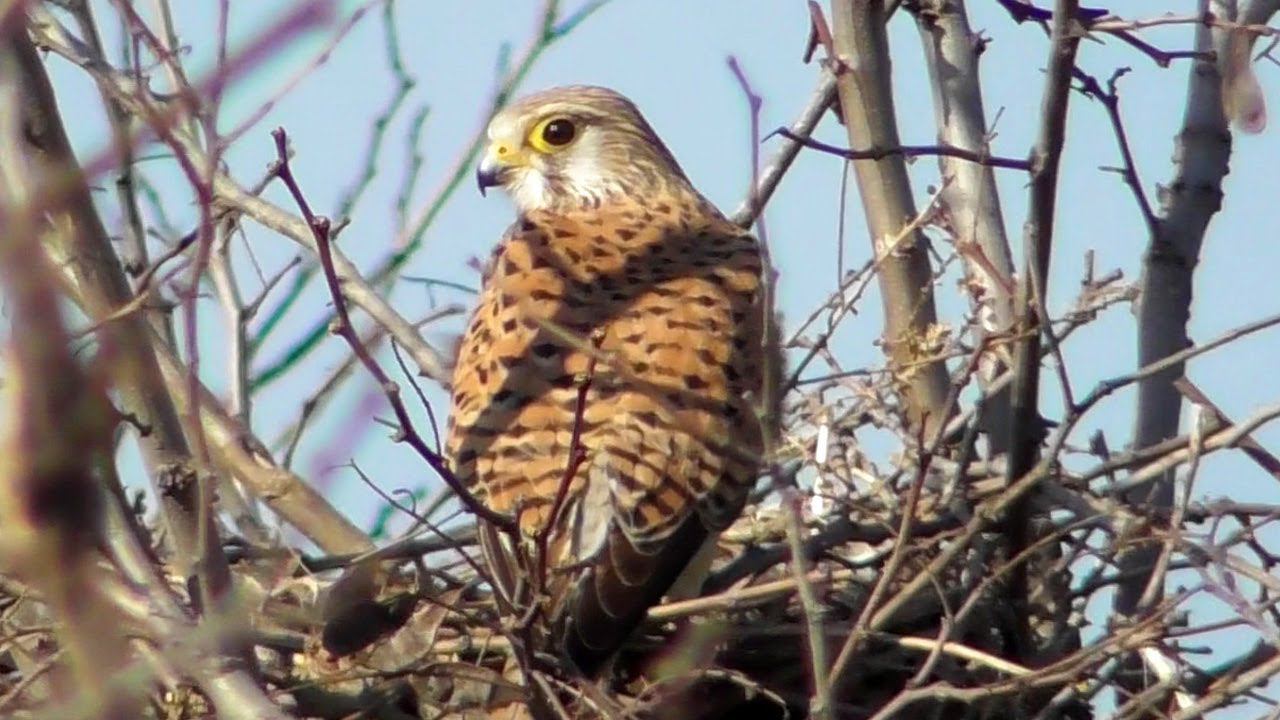 Пустельга обыкновенная (Falco tinnunculus) Common kestrel / Самка и Самец смотреть онлайн