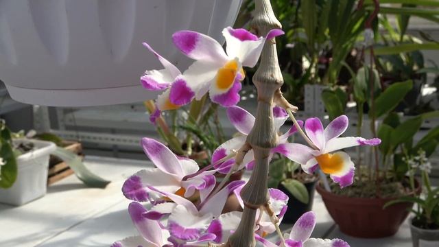 Dendrobium pierardii (aphyllum) , Dendrobium loddigesii , Dendrobium pendulum смотреть онлайн