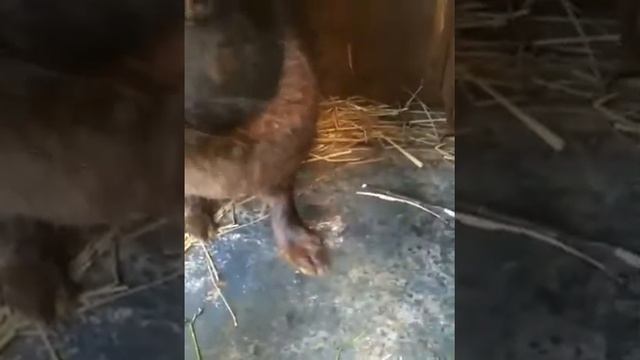 кролик блоха смотреть онлайн