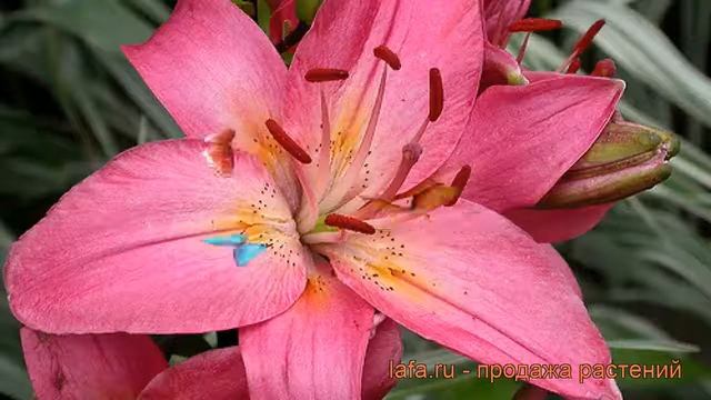 Лилия азиатская Торонто (lilium asiatic toronto) ? Торонто обзор: как сажать, луковицы лилии Торонт смотреть онлайн