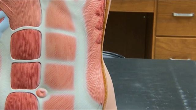 Abdominal Muscles смотреть онлайн