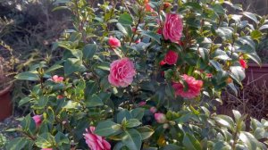 Fragrant / Scented Camellia blooms | Kramers Supreme | Mrs Tingsley & more … Spring Garden Flowers