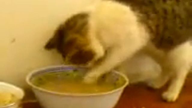 кот ест лапой смотреть онлайн