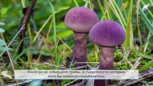 Природа и наша безопасность. Экологическая безопасность