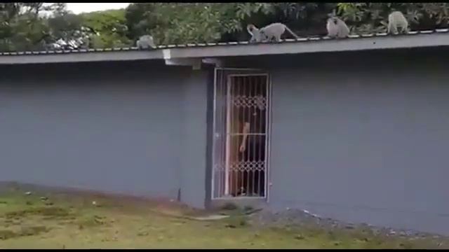 Воссоединение семьи после трёхнедельного лечения травмы ноги 🐒 смотреть онлайн