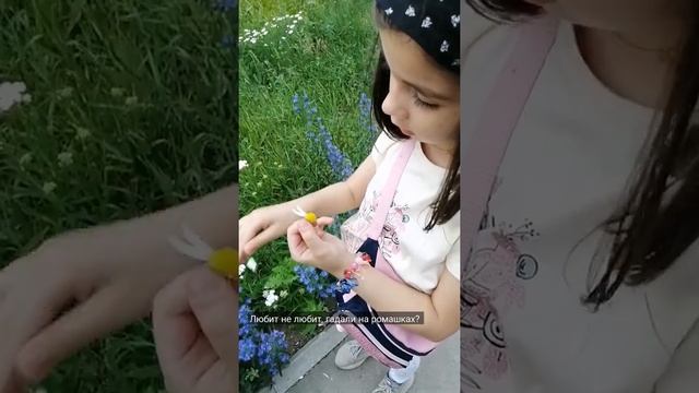 Ромашка, любит не любит, гадание на ромашке. смотреть онлайн