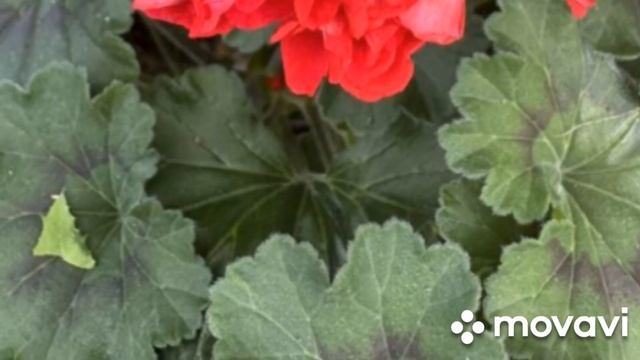 НОВОГОДНЯЯ КРАСОТА // КОЛЛЕКЦИЯ ПЕЛАРГОНИИ ЛИПАТОВОЙ АНАСТАСИИ смотреть онлайн