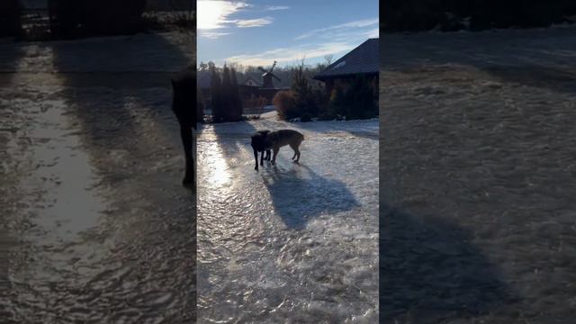 domestic wolf. домашний волк смотреть онлайн