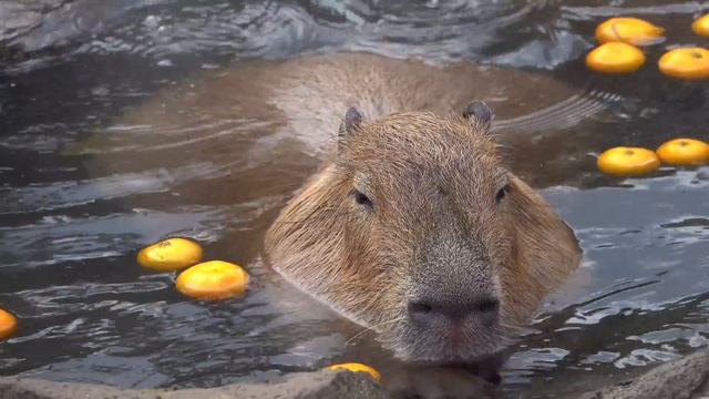 Capybara with mandarin orange on head　みかんを頭にのせるカピバラ 伊豆シャボテン動物公園元祖カピバラ露天風呂　MAESTRO ZEN смотреть онлайн