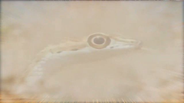 В пустыне смотреть онлайн