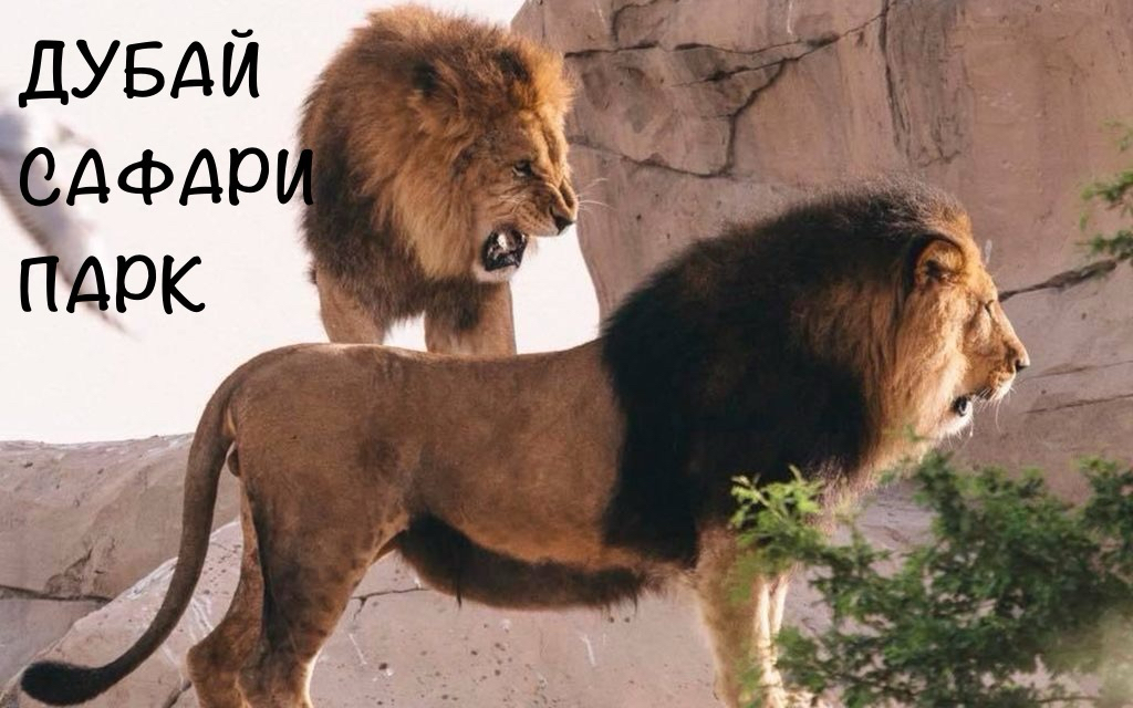 ДУБАЙ САФАРИ ПАРК \ ОБЪЕДИНЕННЫЕ АРАБСКИЕ ЭМИРАТЫ смотреть онлайн