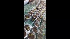 Что такое рассада инвитро, в чем преимущество микроклонального размножения. Триходерма для адаптаци