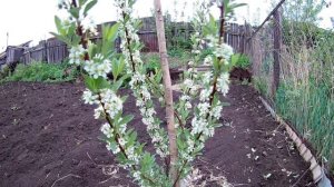 Вишня Бессея и обыкновенная