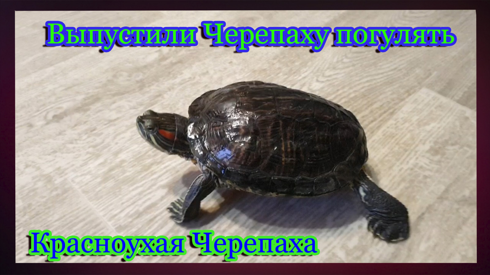 Красноухая Черепаха.Выпустили Черепаху погулять. смотреть онлайн