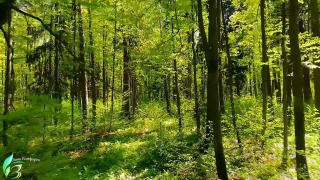 Самая красивая мелодия в мире! лечебная музыка для сердца и сосудов, релакс, музыка для души #музык смотреть онлайн