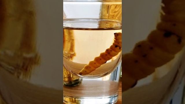 УЖАСНАЯ ТАЙНА, ВОТ ПОЧЕМУ НЕЛЬЗЯ ПИТЬ ВОДУ ИЗ ПОД КРАНА #shorts смотреть онлайн