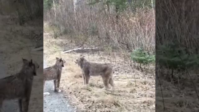 Рыси. Много шума и мало эффекта, как некоторые в наше время недомужчины. смотреть онлайн