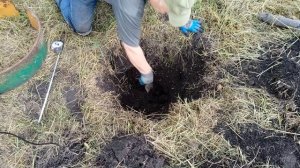 Посадка саженца винограда весной на ПМЖ