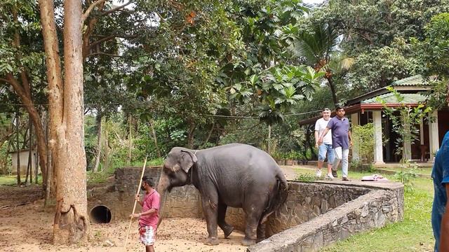 Цейлон Как Забраться на Слона? смотреть онлайн