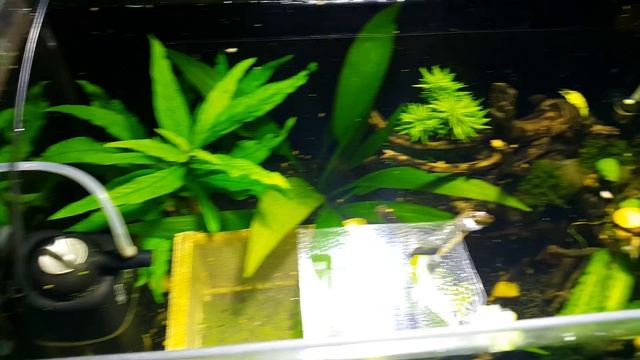 освещение аквариума мгл смотреть онлайн