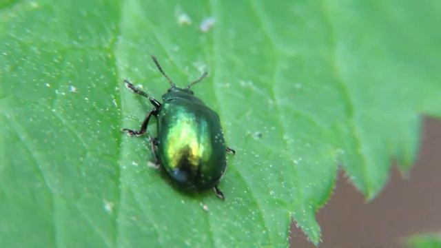 Жук листоед зеленый мятный, Chrysolina herbacea смотреть онлайн