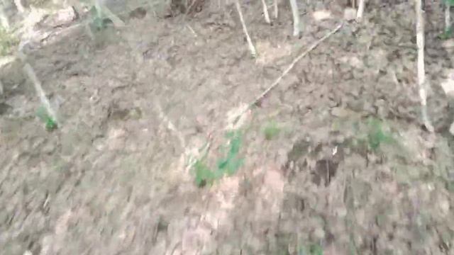 появились грибы смотреть онлайн