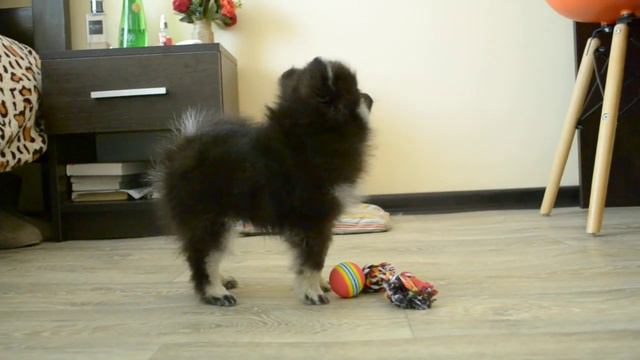 девочка, черный подпал 26.02