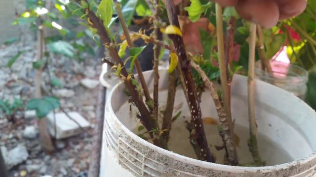 cómo reproducir hibiscus, How to reproduce hibiscus смотреть онлайн