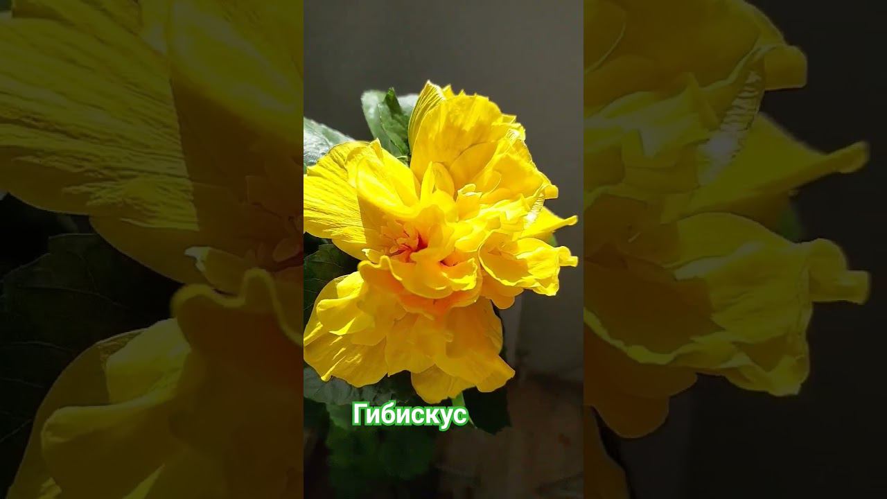 Махровый гибискус