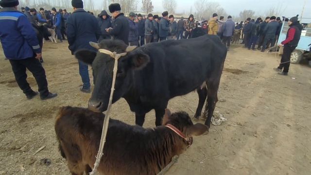 УЗБЕКИСТАН МАРХАМАТ МОЛ БОЗОРИ ЙАНГИ ЙИЛДАН СУНГ АЖОЙИБ НАРХЛАР МАРХАМАТ СИГИЛАР НАРХИ смотреть онлайн