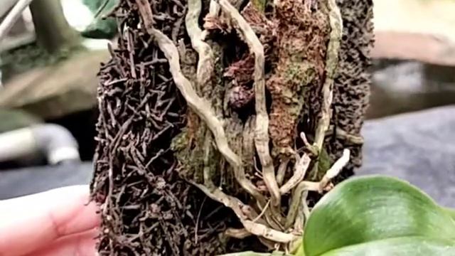 Phalaenopsis Javanica