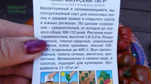 Томату АМУРСКИЙ ТИГР 130 дней. Обзор сортов ТОМАТОВ!