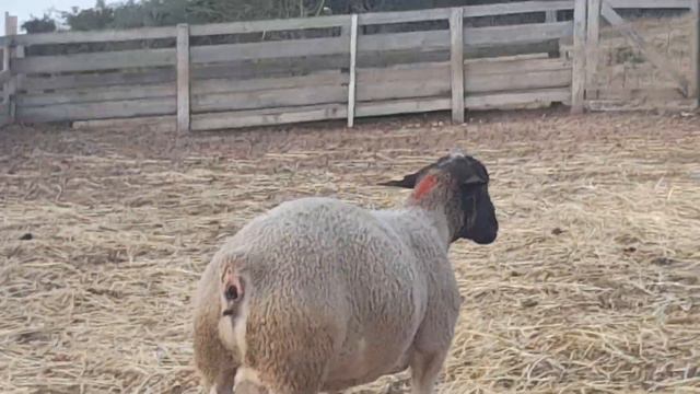 продам шикарного барана Аастралийской генетики. т.89897680128 смотреть онлайн