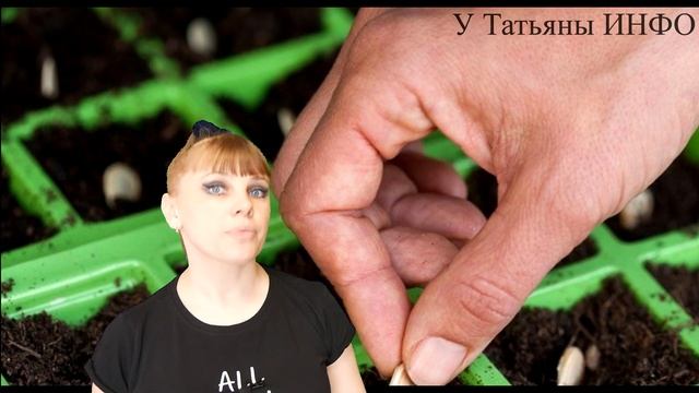 Как вырастить ШИКАРНЫЙ урожай КАБАЧКОВ ЦУКИНИ!!! смотреть онлайн