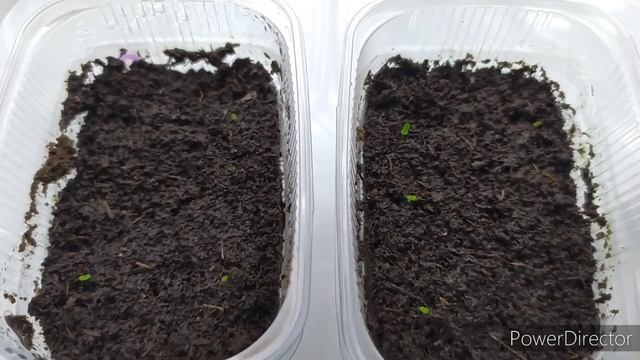 Первые шаги , Глоксинии на ФИТИЛЬНОМ ПОЛИВЕ. смотреть онлайн