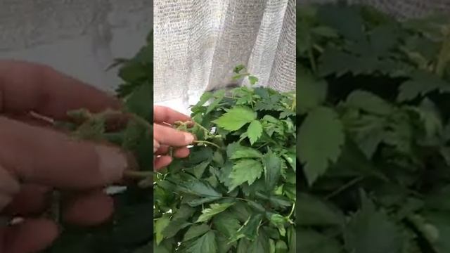 HOR 204 Astilbe Chinensis