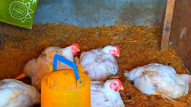 бройлер и индейка вес в 42 дня, серьезное превышение по таблице Принимаю завки на белого бройлера смотреть онлайн