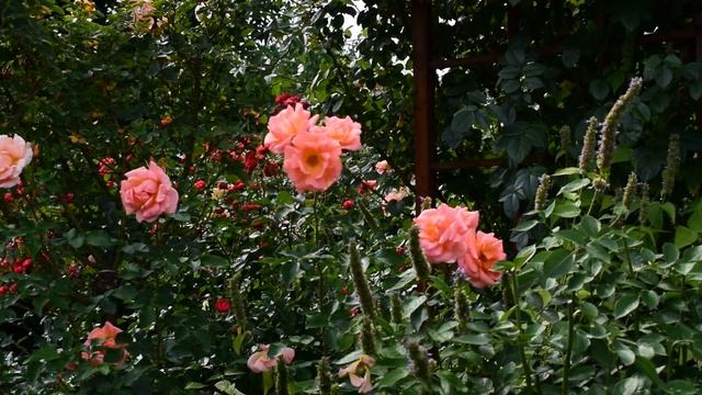 Типичные ошибки при создании розария смотреть онлайн